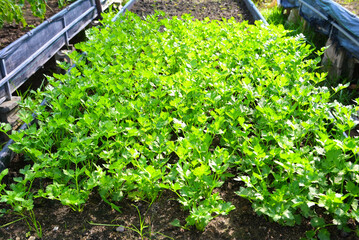 Wall Mural - Celery leaf vegetable farm soil vegetable garden, organic vegetable gardening with fresh vegetable celery leaf planting , in the greenhouse garden eco friendly gardening nature plant