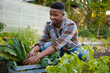 © StratfordProductions - Happy young black man smiling while picking plants in vegetable garden at plant nursery