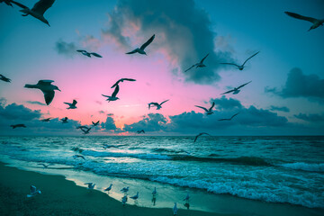 Wall Mural - Seascape and seagulls on the sandy beach during sunset. Seagulls fly over the beach. Тature landscape background