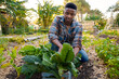 © StratfordProductions - Young black man in checked shirt while harvesting plants in vegetable garden at plant nursery