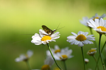 Wall Mural - Mayfly ( Ephemeroptera ) on a flower in green nature