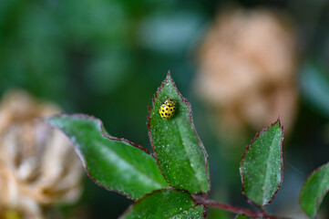 Wall Mural - Yellow Ladybird with black  points on a leaf in green nature