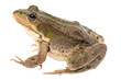 frog transparent background