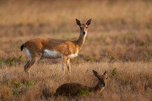Oribi (Ourebia Ourebi) Antelope In The Veld. KwaZulu Natal Midlands. South Africa