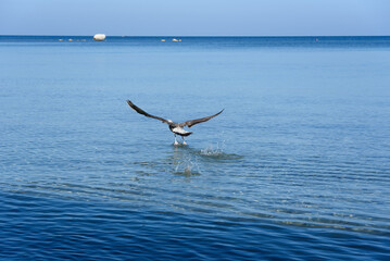 Wall Mural - Seagull over sea water.