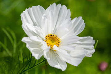 cosmos bipinnatus 'sonata white' a popular annual garden flower