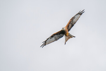 Wall Mural - red kite 