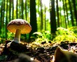 Mushroom in Sunny Forest, Generative AI Illustration