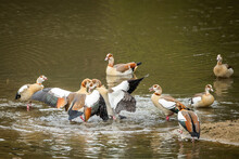 Egyptian Geese Fighting In A Lake