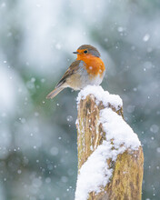 Robin In The Snow 