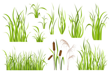Leinwandbilder - Cane and reed plant set graphic elements in flat design. Bundle of green grass of sedge, cattail, swamp herbs, other marsh grass for wetland landscape decoration. Illustration isolated objects