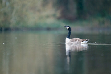 Wall Mural - canadian goose