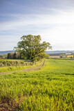 Fototapeta Sawanna - Springtime landscape in the English countryside.