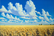 Pattern of a wheat field of corn, organic products and farming against the background of a blue sky and clouds. Generative AI