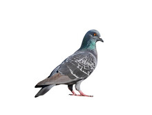 Full Body Of Pigeon Racing Pigeon Isolated On Transparent Background With Clipping Path, Single Pigeon With Clipping Path And Alpha Channel.  Both Printing And Web Pages. 