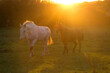 Pferde bei Abendsonne