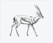 Hand Drawn sketch of  antelope vector illustration on white background