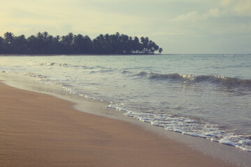 Wall Mural - travel background with caribbean sea and green palm trees.