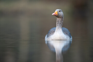 Wall Mural - graylag geese 