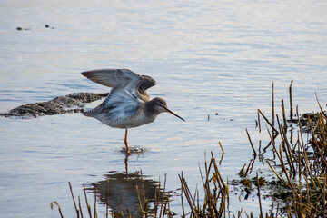 Wall Mural - spotted redshank tringa erythropus shorebird in the water