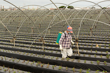 Sticker - Mujer fumigando una plantación de fresas en Palos de la Frontera, Huelva.