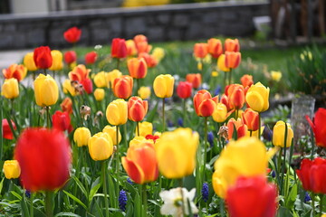 Canvas Print - tulipani primavera