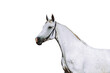 Portrait of a strong white horse on a black background. Horse in bridle isolated as png