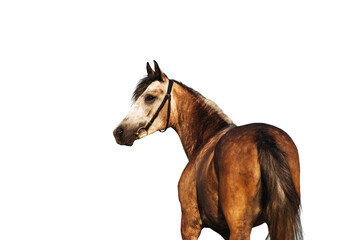 portrait of a beautiful light brown horse, which stands in half-turn. isolated as png