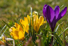 Close-up Of Yellow And Purple Flowering Crocuses In A Park In Wiesbaden/Germany