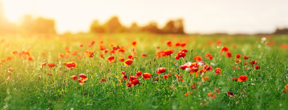 Fototapete - Panoramic view of the poppy red flowers in the field in the sunset.