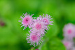 Pink ageratum flowers close-up, macro on a background of green grass