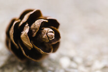 Close-up Of Dry Pine Cone