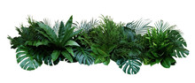 Green Leaves Of Tropical Plants Bush (Monstera, Palm, Rubber Plant, Pine, Bird’s Nest Fern) Floral Arrangement Indoors Garden Nature Backdrop
