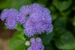 ageratum flowers close-up, macro on a background of green leaves