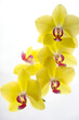   gelbe Orchidee 