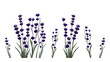 Set of lavender flowers in watercolor style. Hand-drawn vector illustrations, isolated on white background