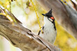 ptak, mauritius