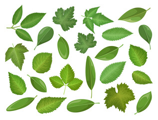 Wall Mural - Set of vector leaves isolated on white background