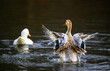 A brown duck flapping its wings and a white duck swimming away. Ducks on one of the Keston Ponds in Keston, Kent, UK.