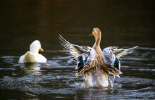 A Brown Duck Flapping Its Wings And A White Duck Swimming Away. Ducks On One Of The Keston Ponds In Keston, Kent, UK.