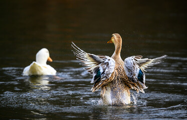 A brown duck flapping its wings and a white duck swimming away. Ducks on one of the Keston Ponds in Keston, Kent, UK.