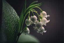 Lily Of The Valley Flowers On A Branch With A Green Leaf In Dew Drops