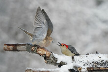 Mourning Dove Attacked By Male Red Bellied Woodpecker At Feeder