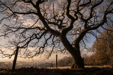 Wall Mural - A naked tree with no leaves on a beautiful sky background