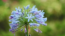 Agapanthus, Lily Of The Nile, Purple Flower In The Rain In A Green Garden With Raindrops On The Flowers