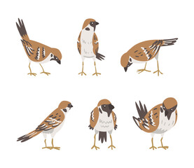 Wall Mural - Sparrow as Brown and Grey Small Passerine Bird with Short Tail Vector Set