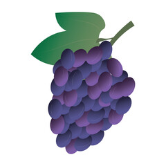 Blue grapes on white background