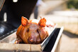 © Cavan Images - Close-up of roasted pork at wedding reception