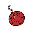 placenta doodle icon, vector color line illustration
