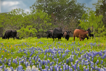 Cows in Texas Bluebonnets 